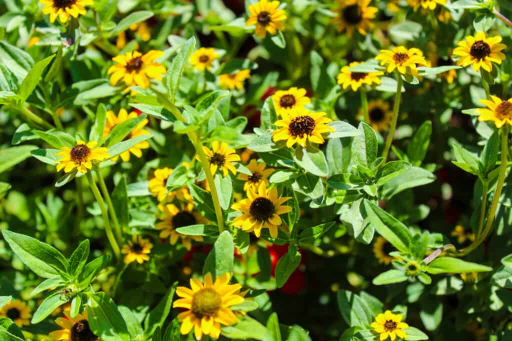 Zinnia strisciante