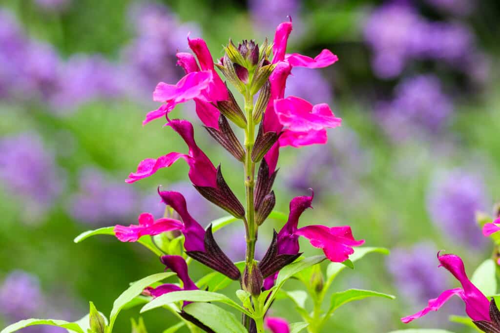 Salvia alla pesca