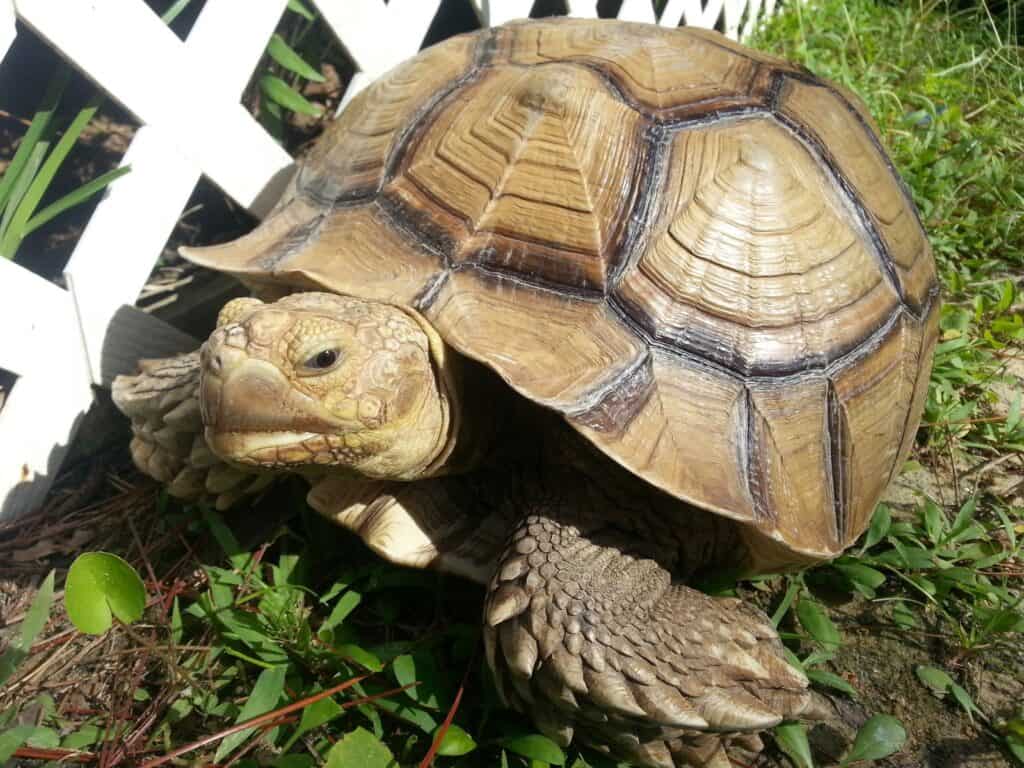 Animale domestico femminile della tartaruga di Sulcata africana