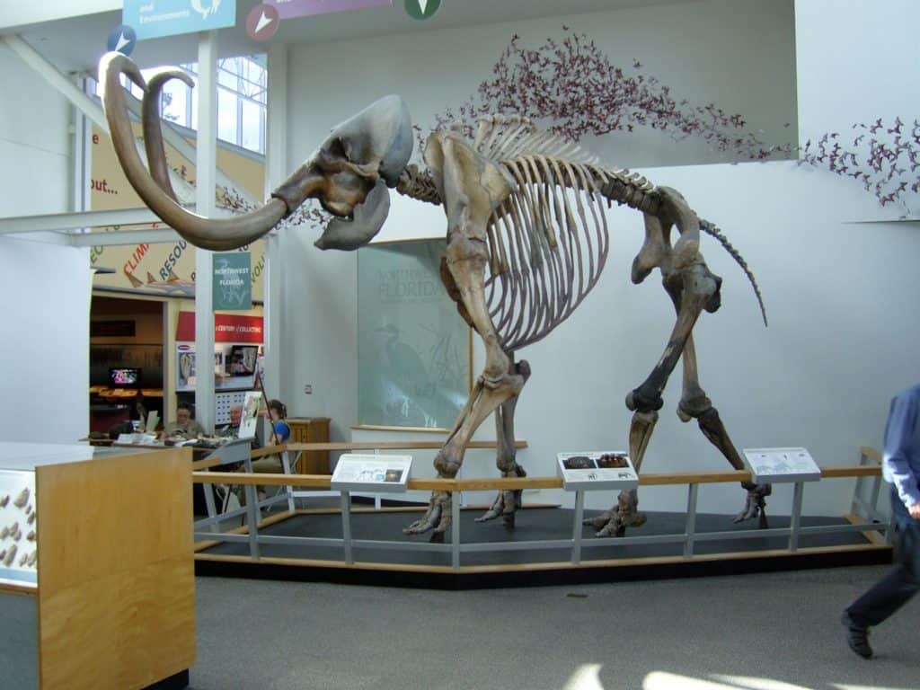 Quando si sono estinti i mammut lanosi?  - Gli scienziati stanno cercando di riportarli indietro usando il DNA degli elefanti.
