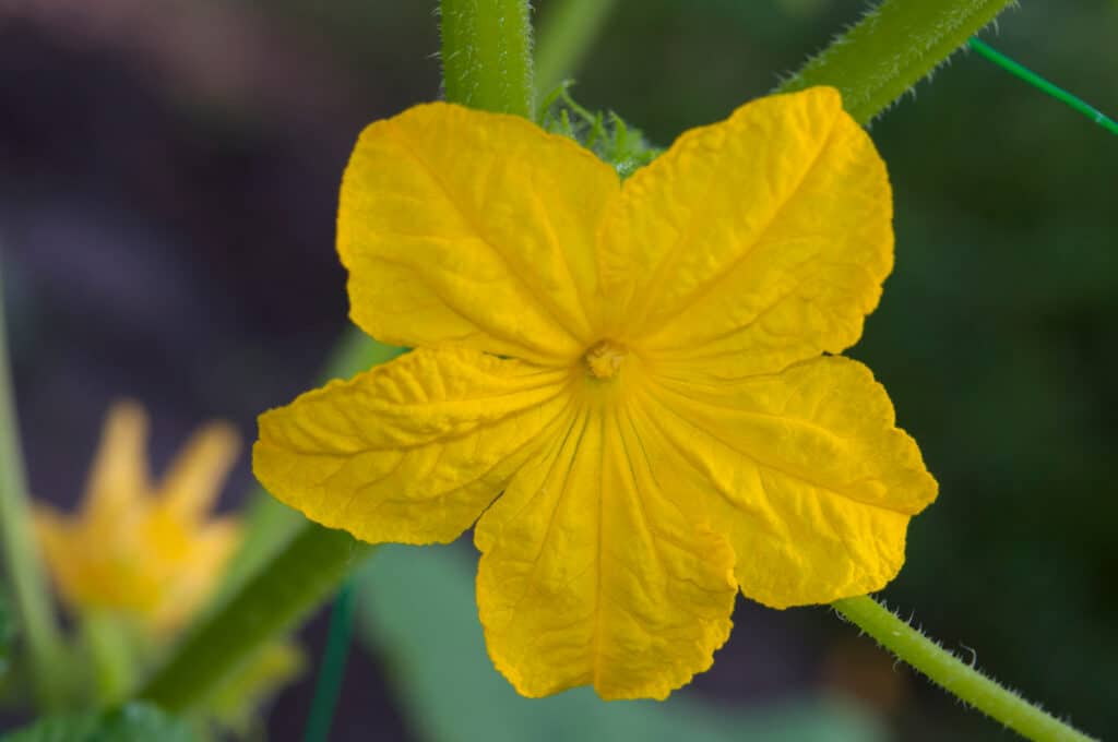   fiore di cetriolo maschio