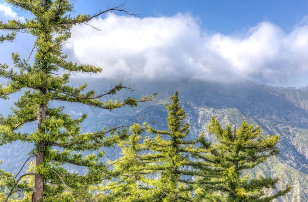 pino di zucchero con montagne