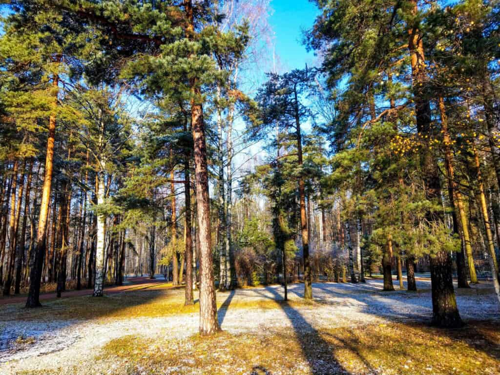 Tipi di alberi di pino
