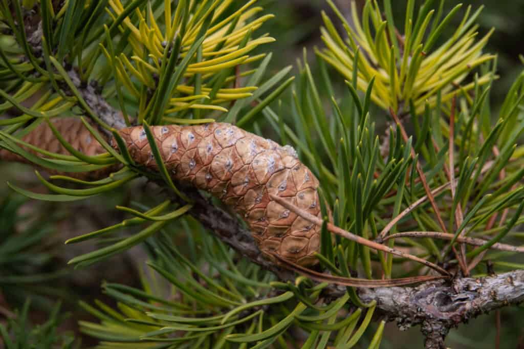 Tipi di alberi di pino