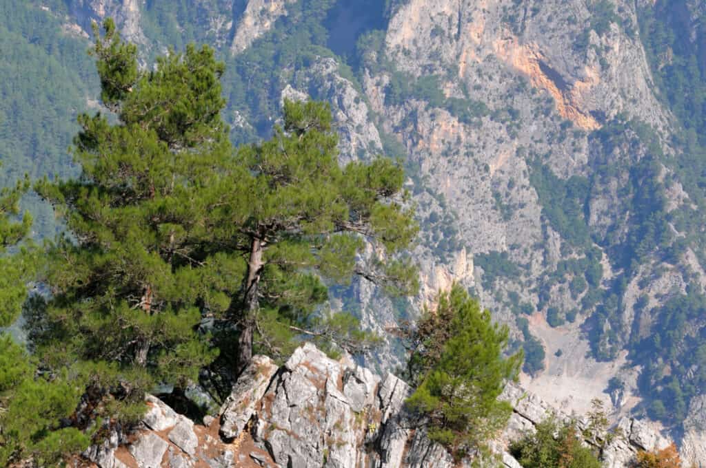 pini turchi che crescono sulla montagna