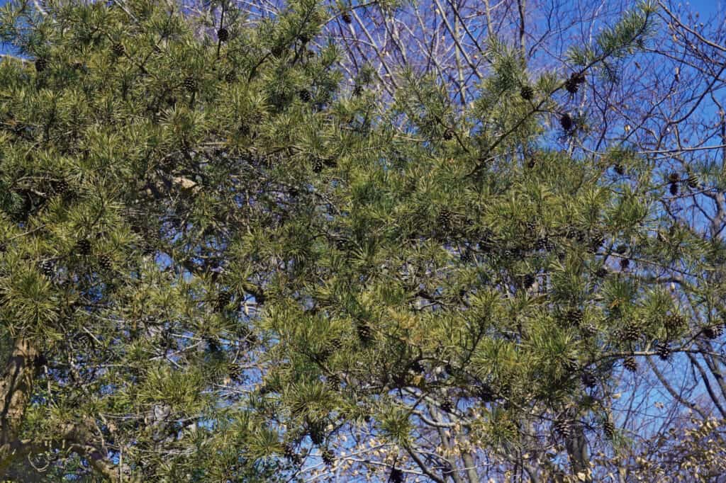 Tipi di alberi di pino