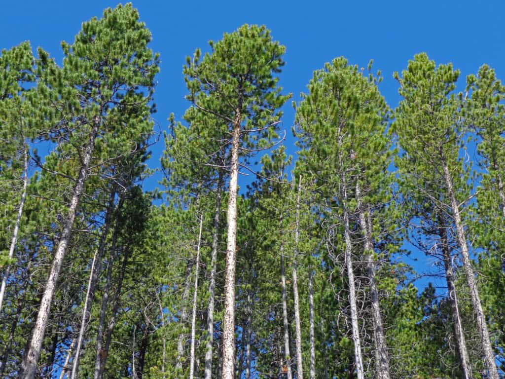 boschetto di pini lodgepole