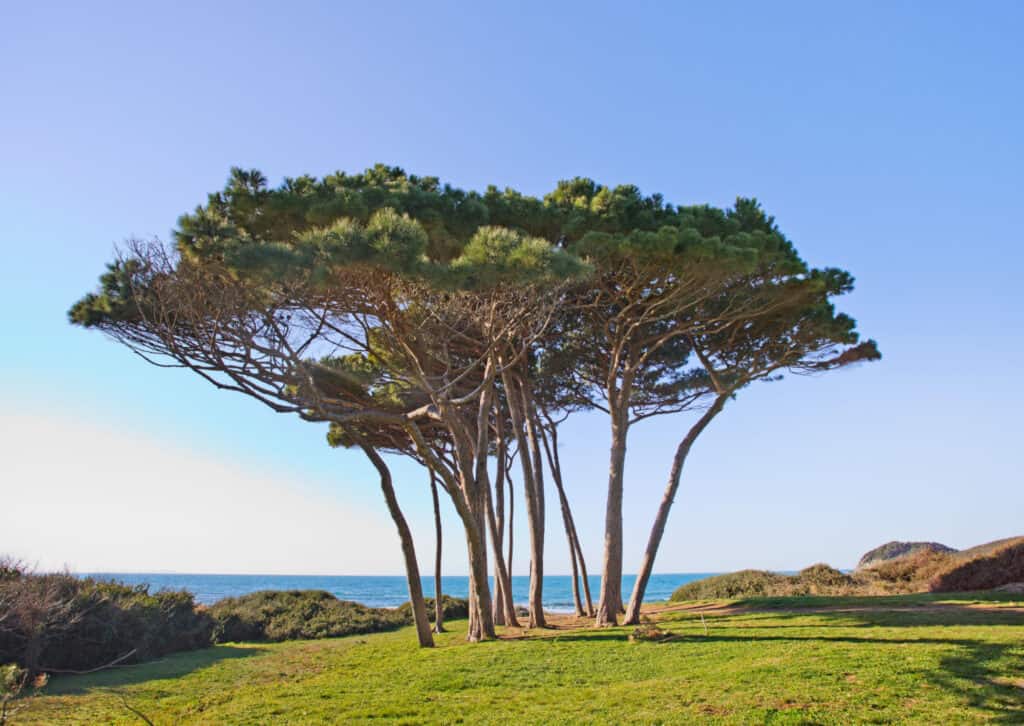 Tipi di alberi di pino