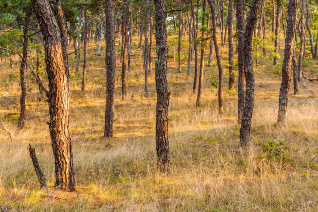 Tipi di alberi di pino