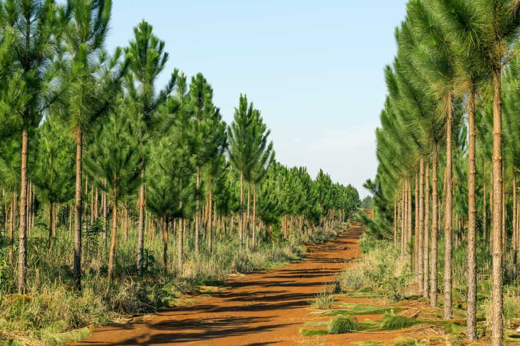 pineta tagliata