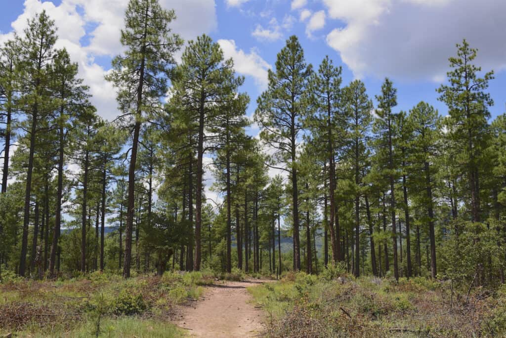 pineta ponderosa