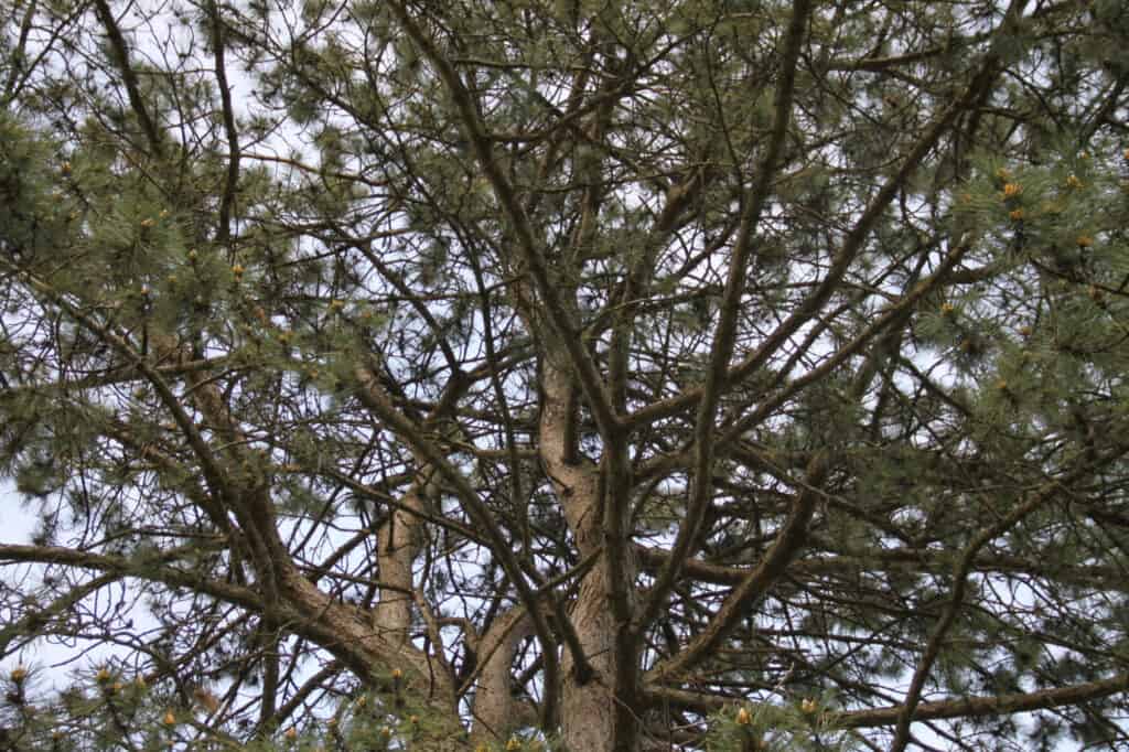 Tipi di alberi di pino