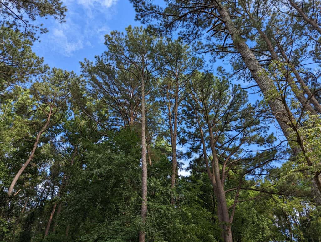 loblolly pineta