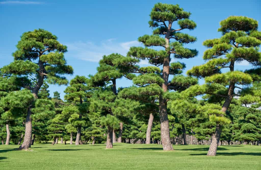Tipi di alberi di pino