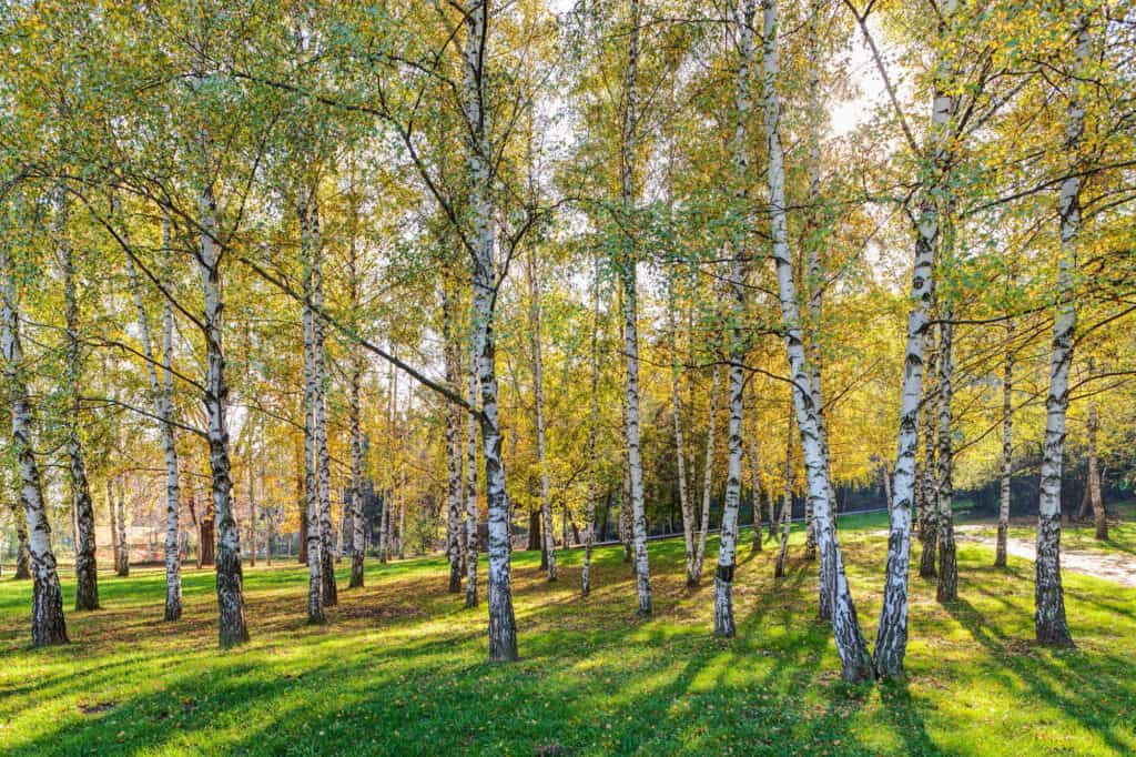 Tipi Di Alberi Di Betulla