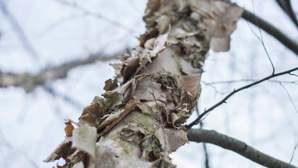 Tipi Di Alberi Di Betulla
