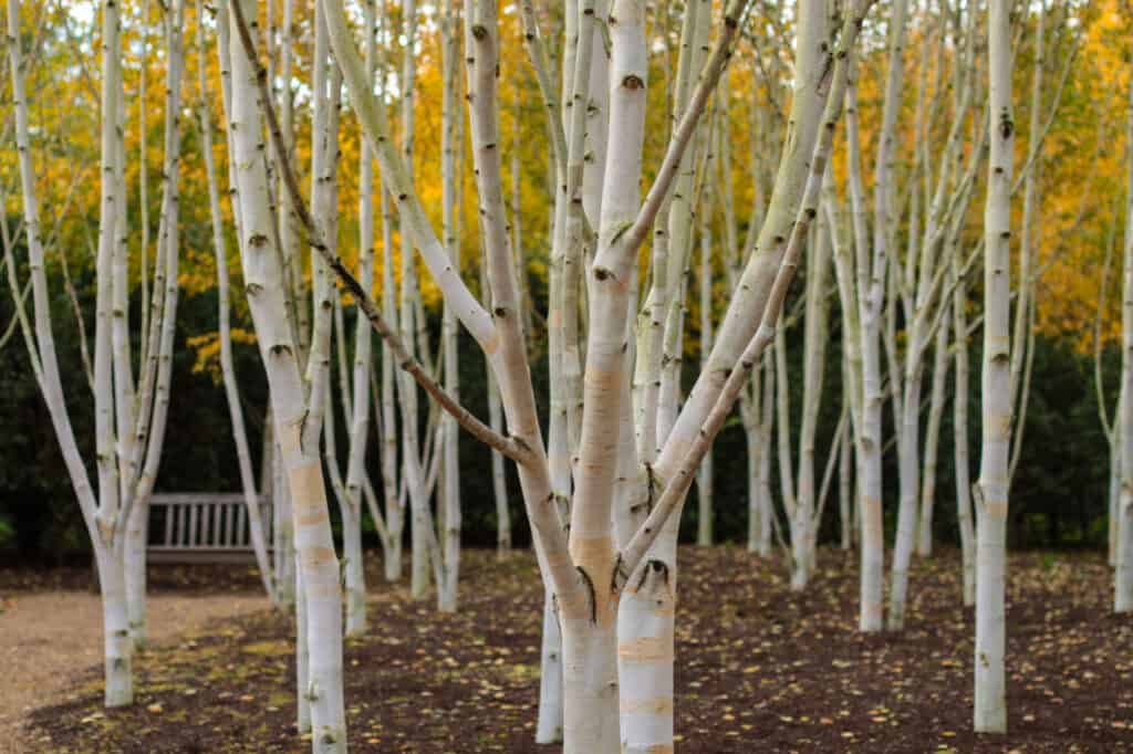 Tipi Di Alberi Di Betulla