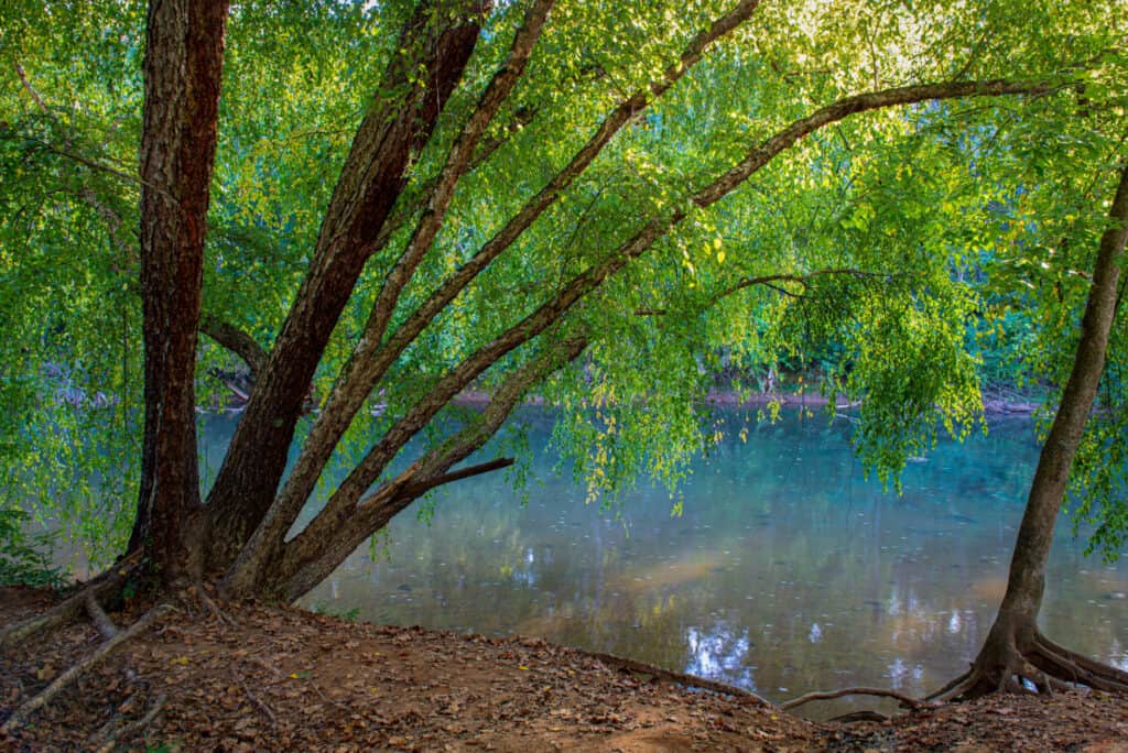 betulla del fiume