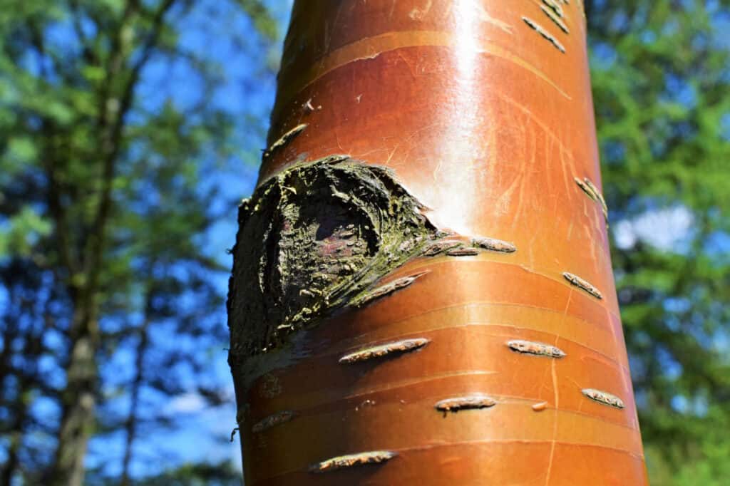 Tipi Di Alberi Di Betulla