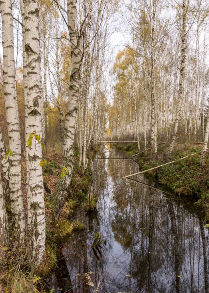 betulla di palude