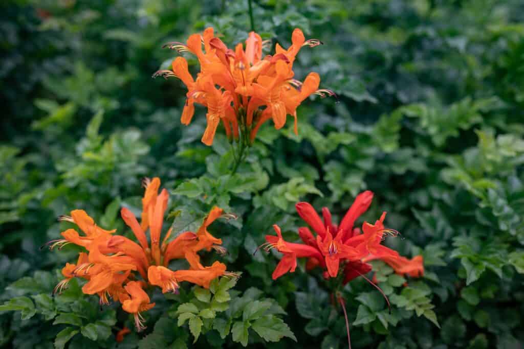 Fiori di caprifoglio arancione davanti a foglie verdi