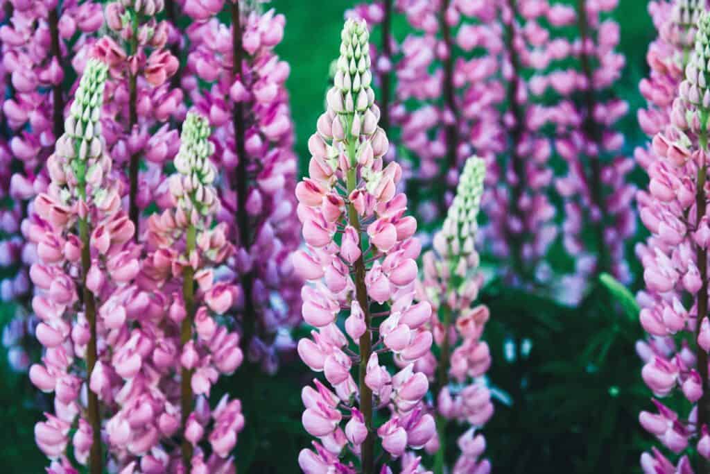 Stand di vibranti fiori di lupino a foglia larga