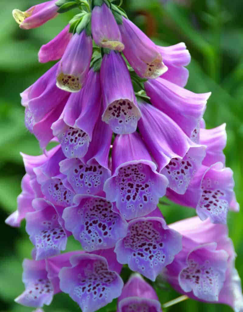 Grappolo di penstemon bluestem