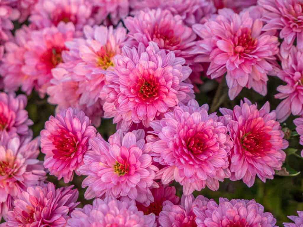 Fiori di crisantemo