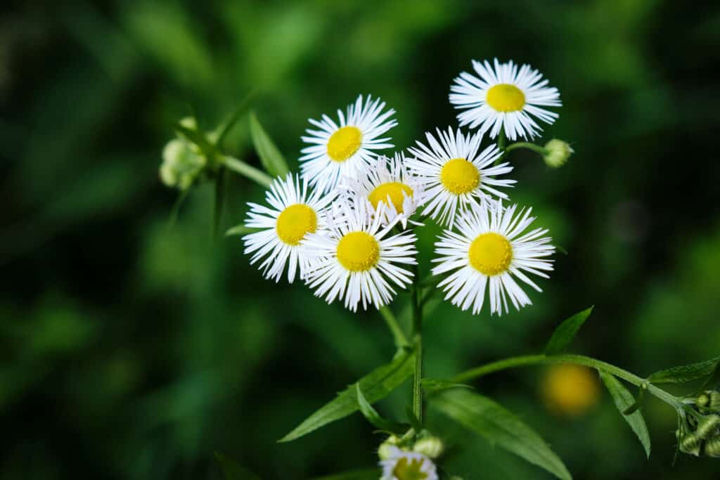 Fiori di pulce