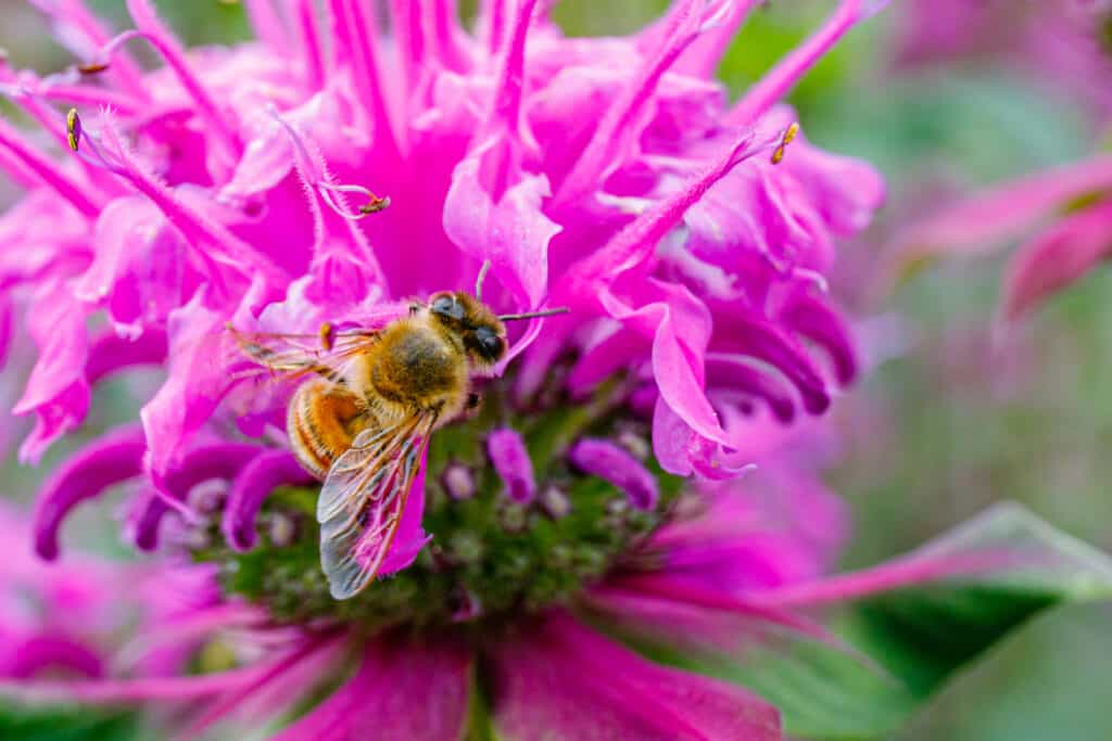 Ape su un fiore di balsamo d'api