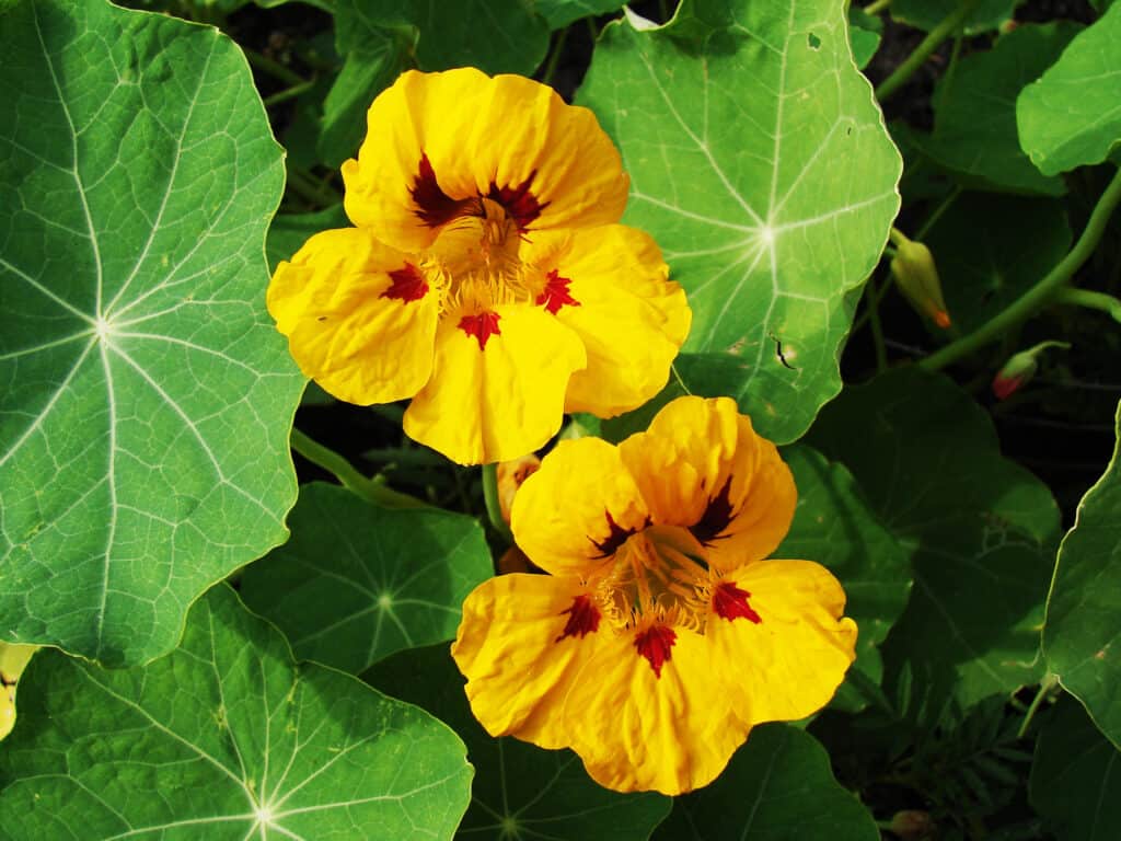Fiore di nasturzio da vicino