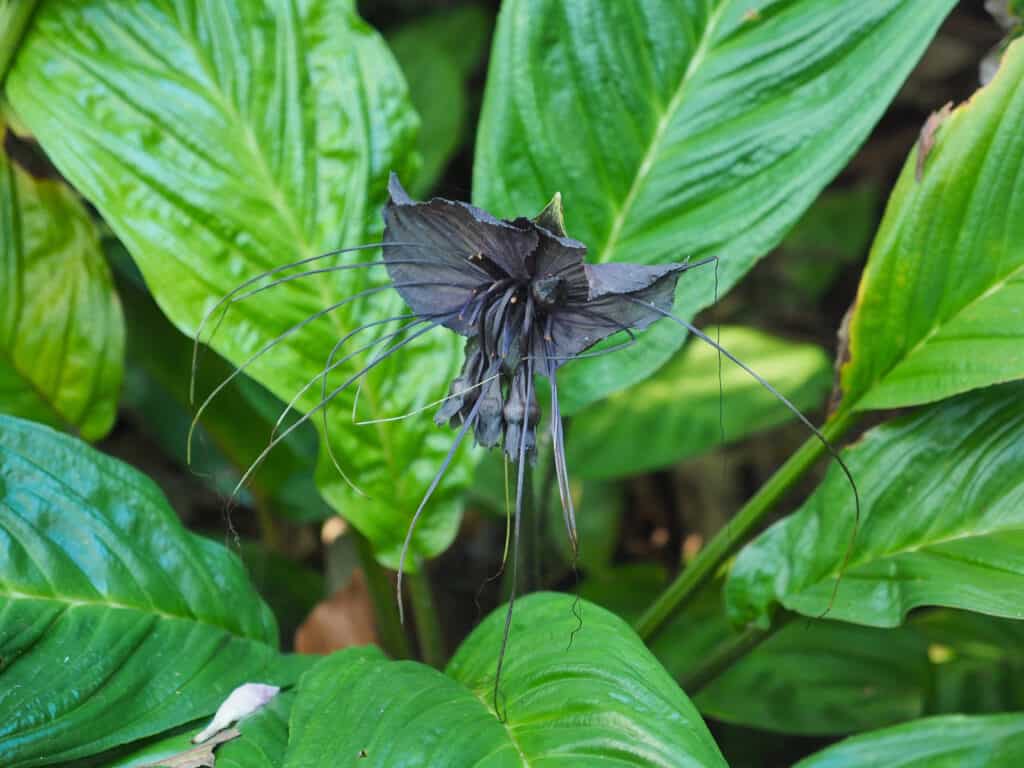 Fiore di pipistrello 