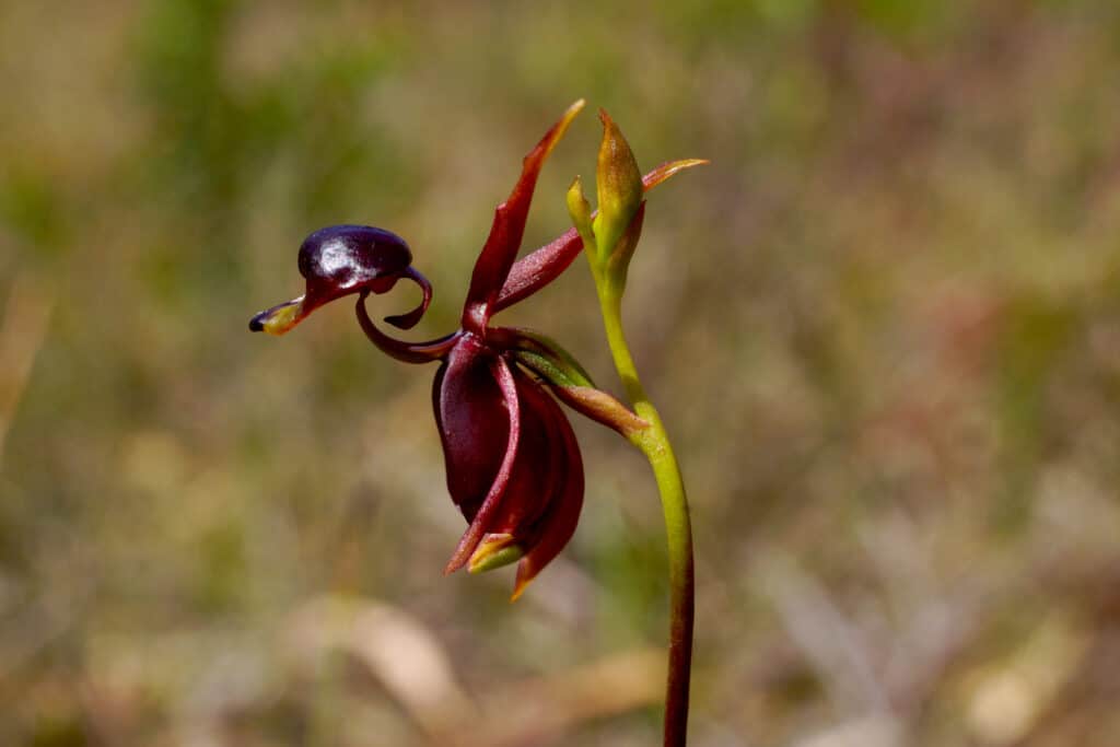 Grande orchidea di anatra volante da vicino