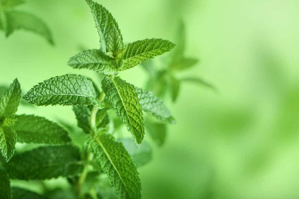 Foglie di menta da vicino