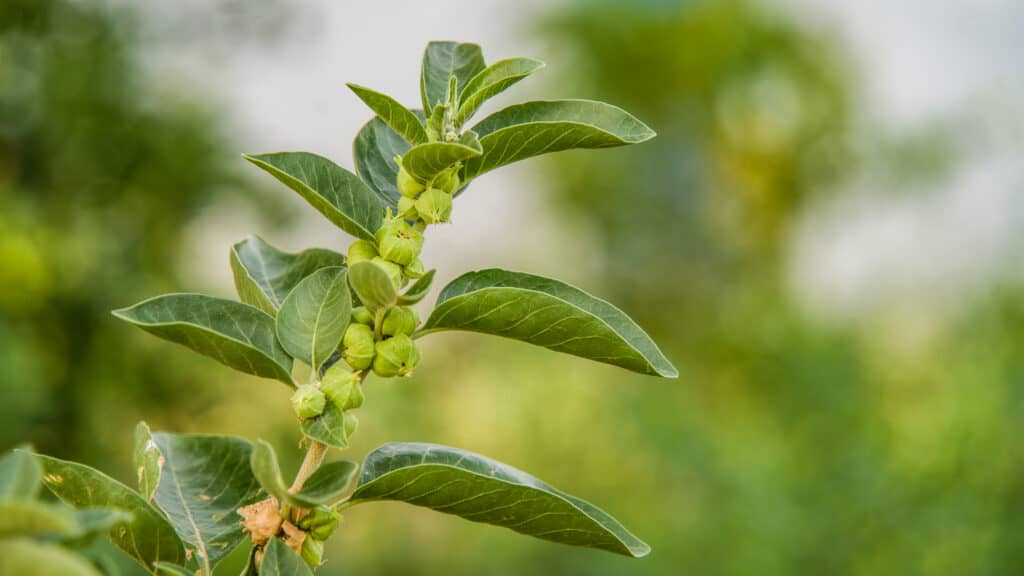 Foglie di Ashwagandha da vicino