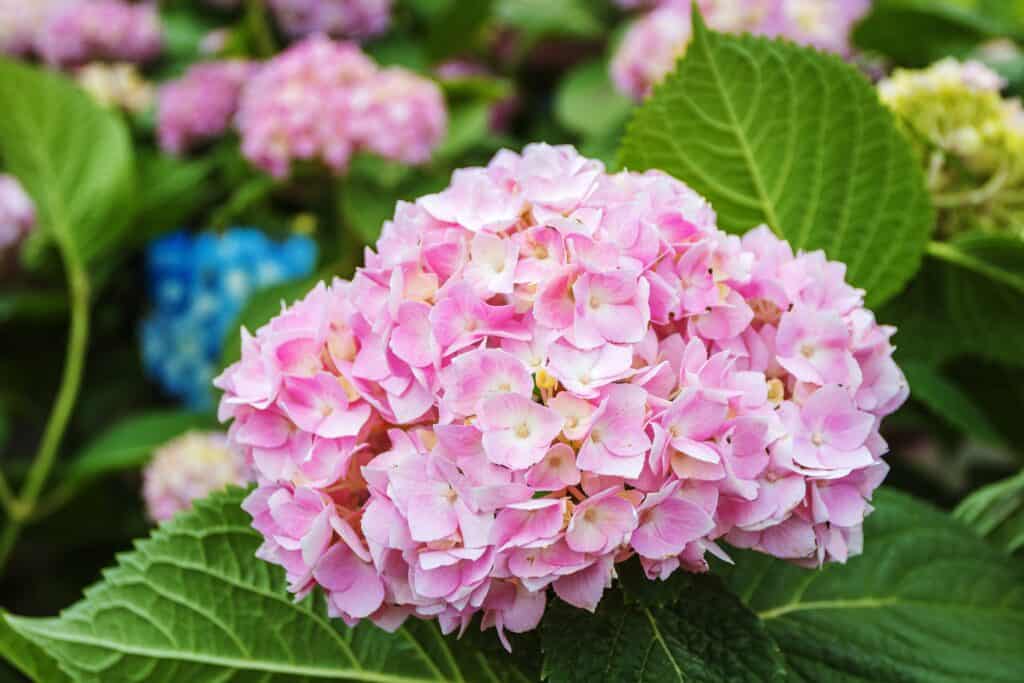 Endless Summer hydrangea fiore simile a un globo