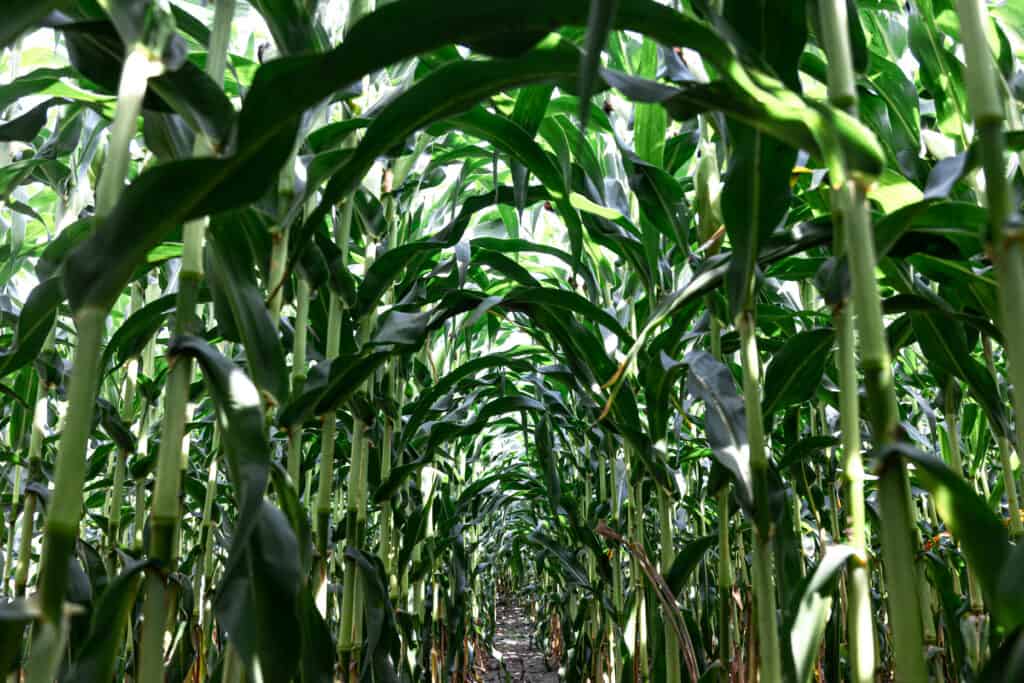 Giovane mais verde che cresce in un campo
