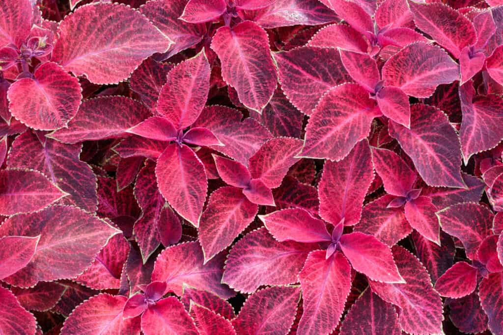 Coleus rosso 'Wizard Velvet'