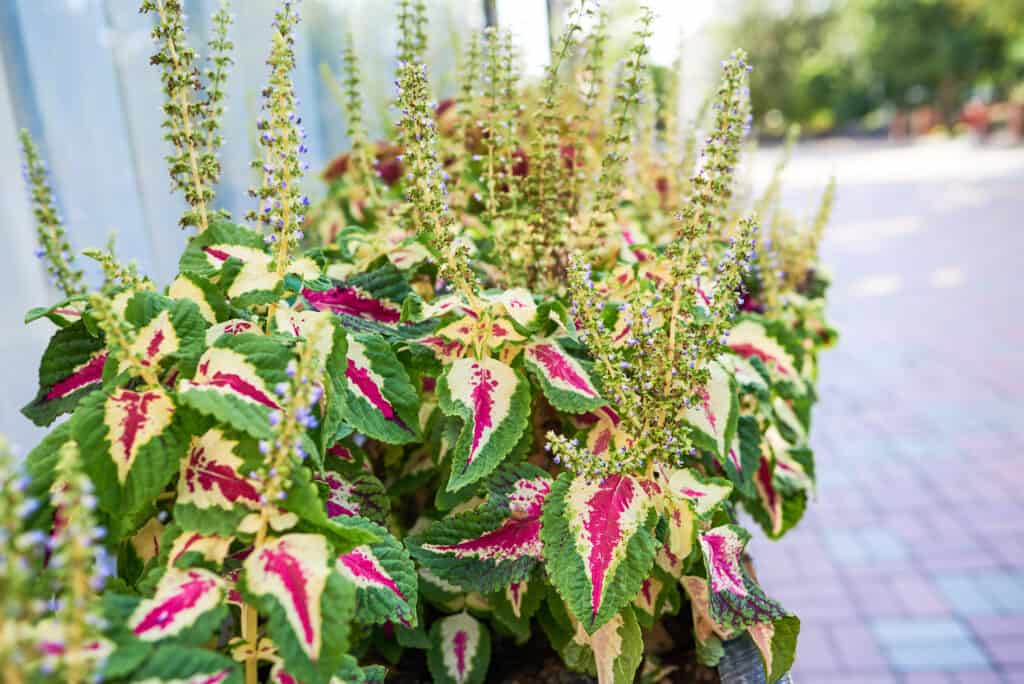 Coleus 'Wizard Rose' 