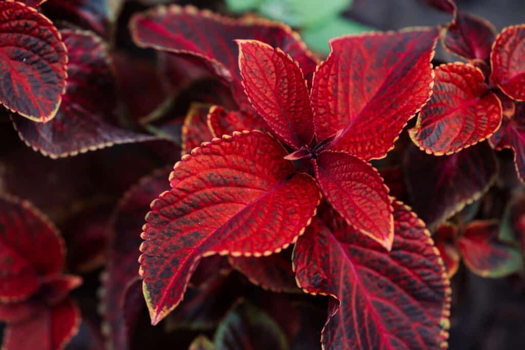 Gigante Mostra Rustica Coleus Rosso