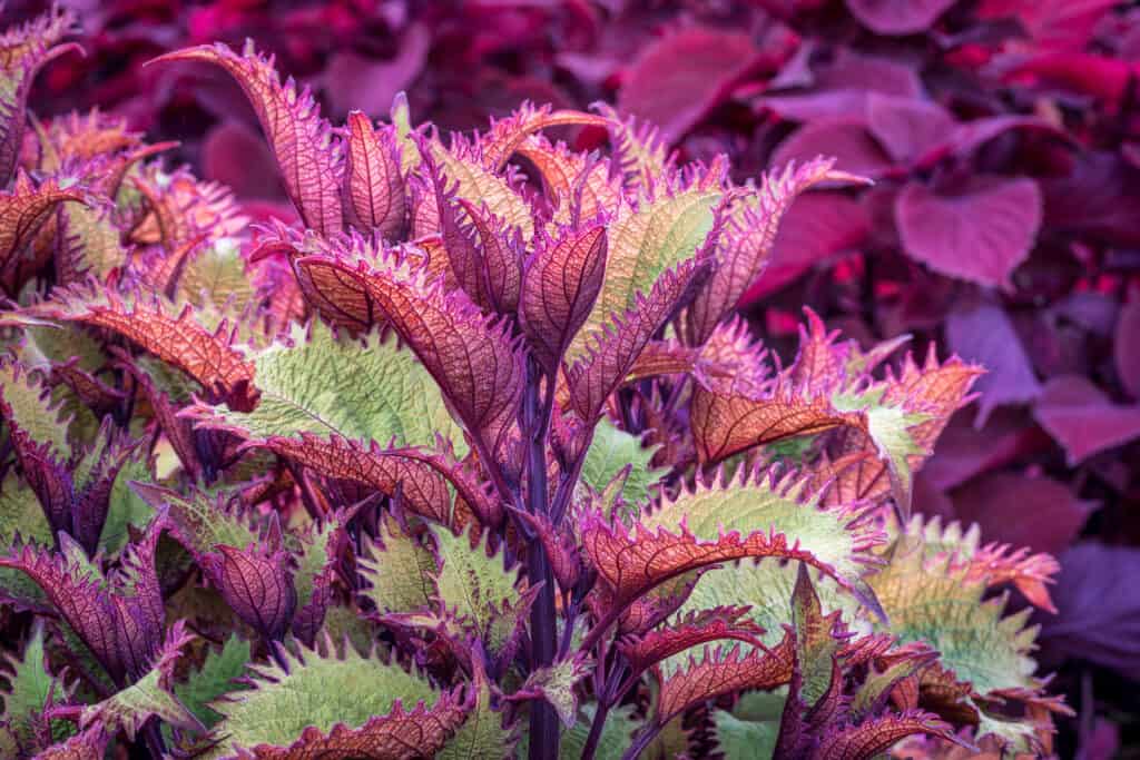hennè coleus