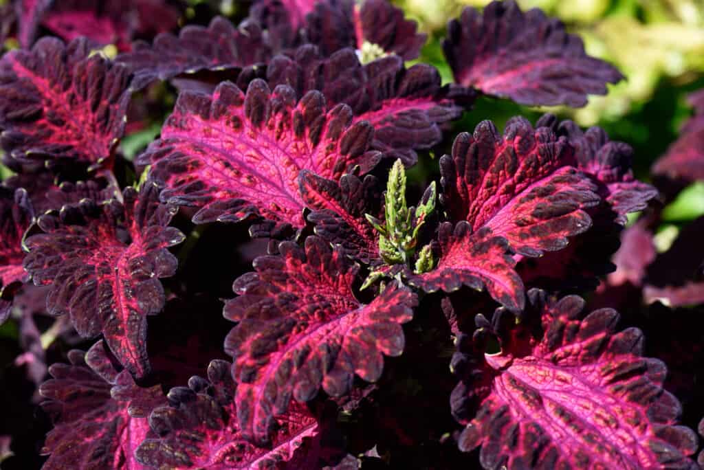 Coleus del drago nero