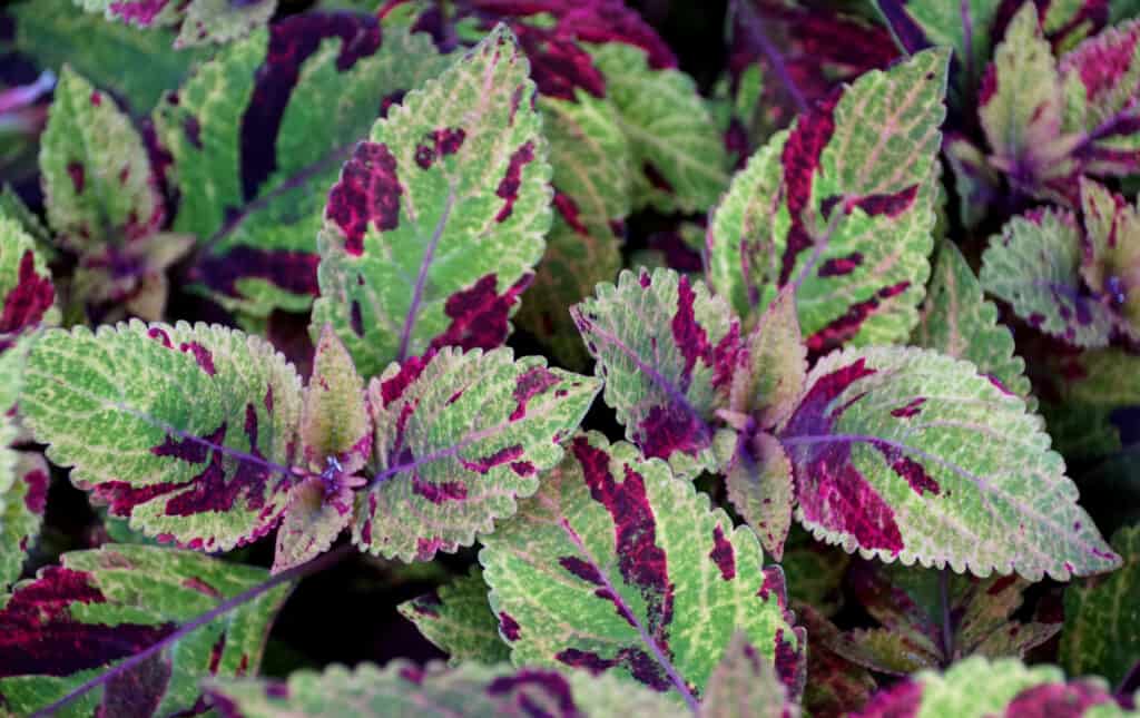 Coleus 'Mighty Mosaic'