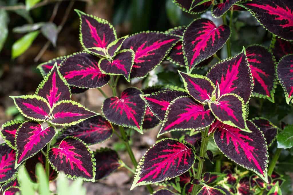 Coleus 'ciliegia ricoperta di cioccolato'