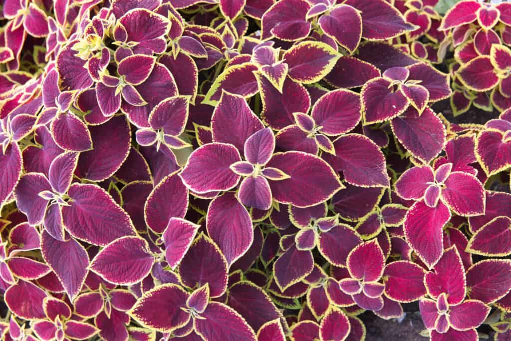 Coleus 'Premium Sun Crimson Gold'