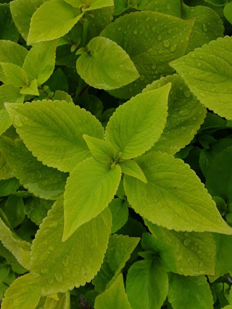 Coleus 'Lime Delight'