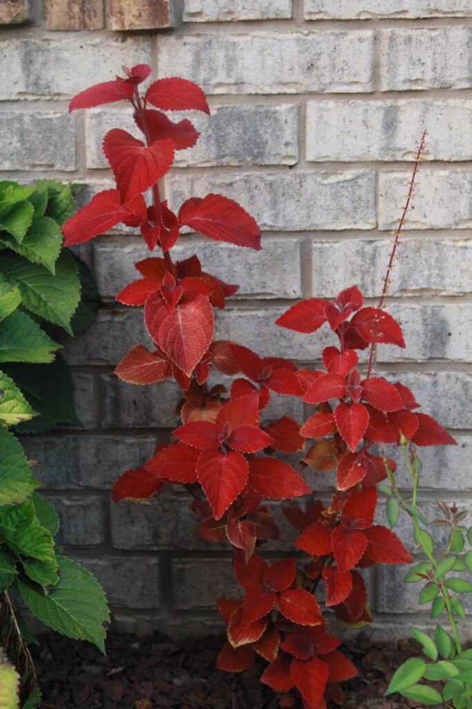 Coleus 'Superfine Rainbow Volcano'