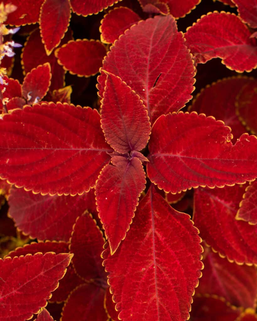 Coleus 'Kong Rosso'