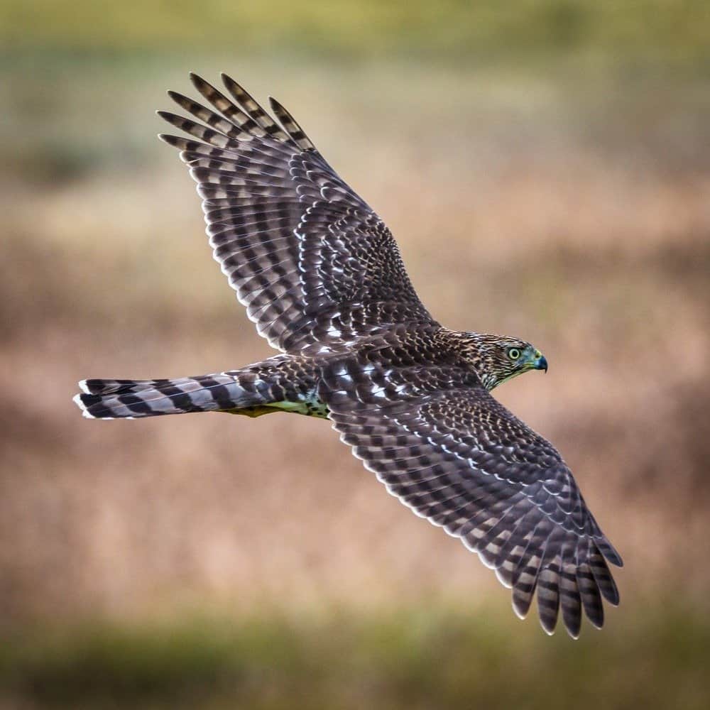 Falco di Cooper che vola al Bandon Marsh National Wildlife Refuge