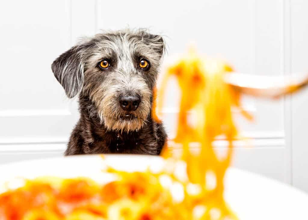 Cane, Accattonaggio - Comportamento animale, Cibo, Pasta, Spaghetti